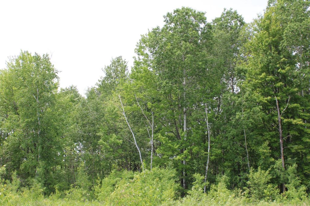 Photo of Munch Twp, MN 55063 (MLS # 6731654)