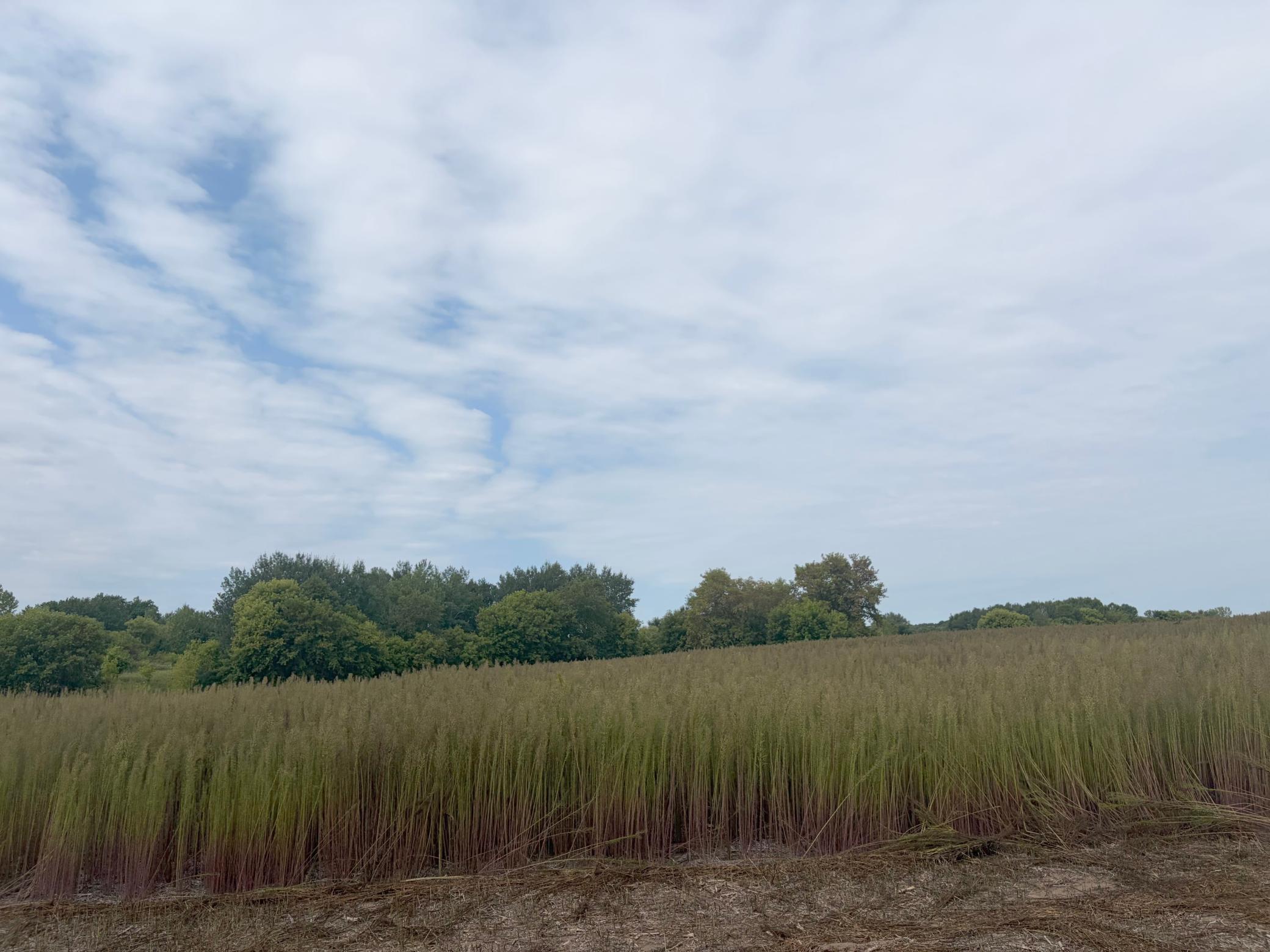 TBD (L1-SM East) 269th Avenue NW