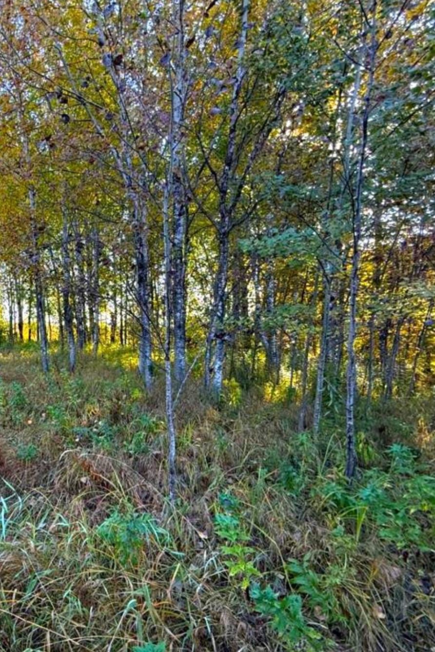 Photo of 560th Street, Palisade, MN 56469 (MLS # 7156126)