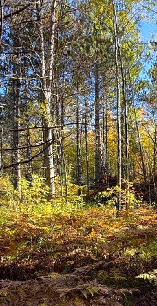 Photo of 560th Street, Palisade, MN 56469 (MLS # 7156126)