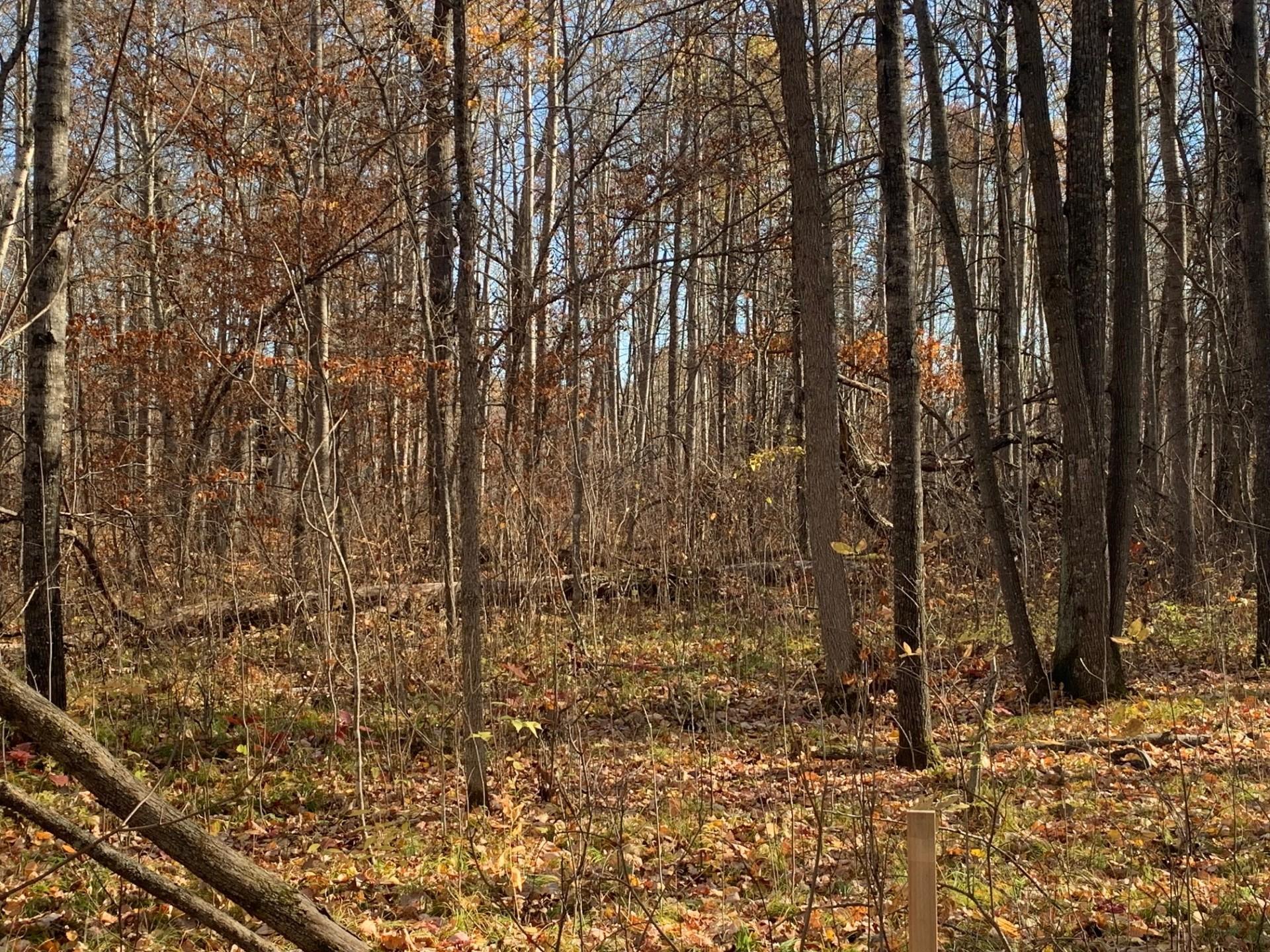 Lot 5 County Road 136