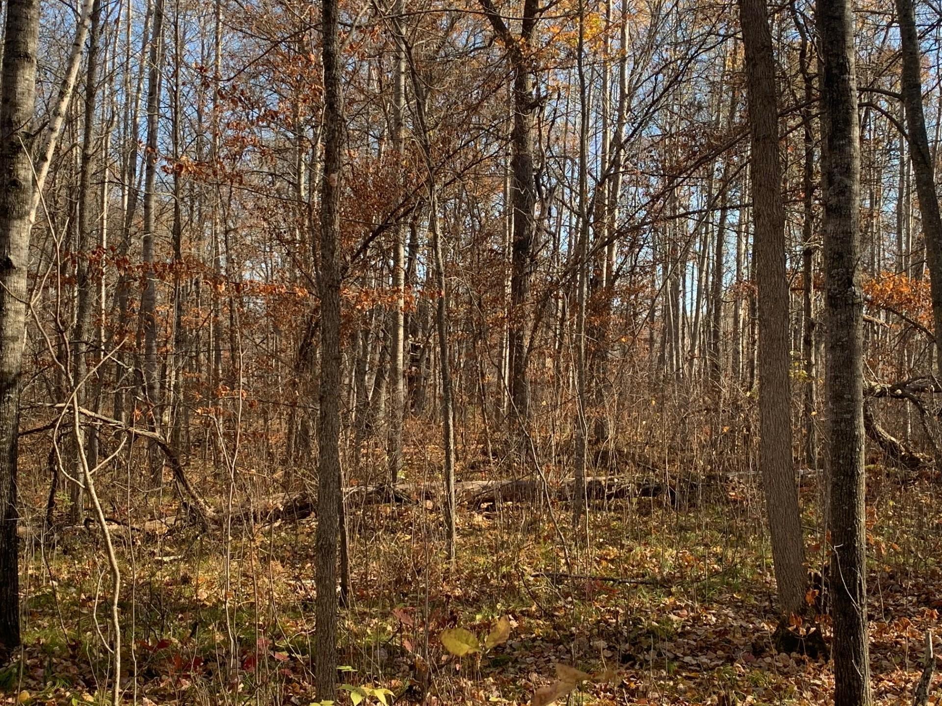 Lot 5 County Road 136