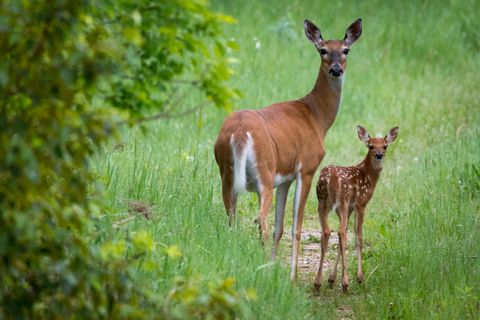 315XX Leaf River Road Tract C Ottertail MN 56571