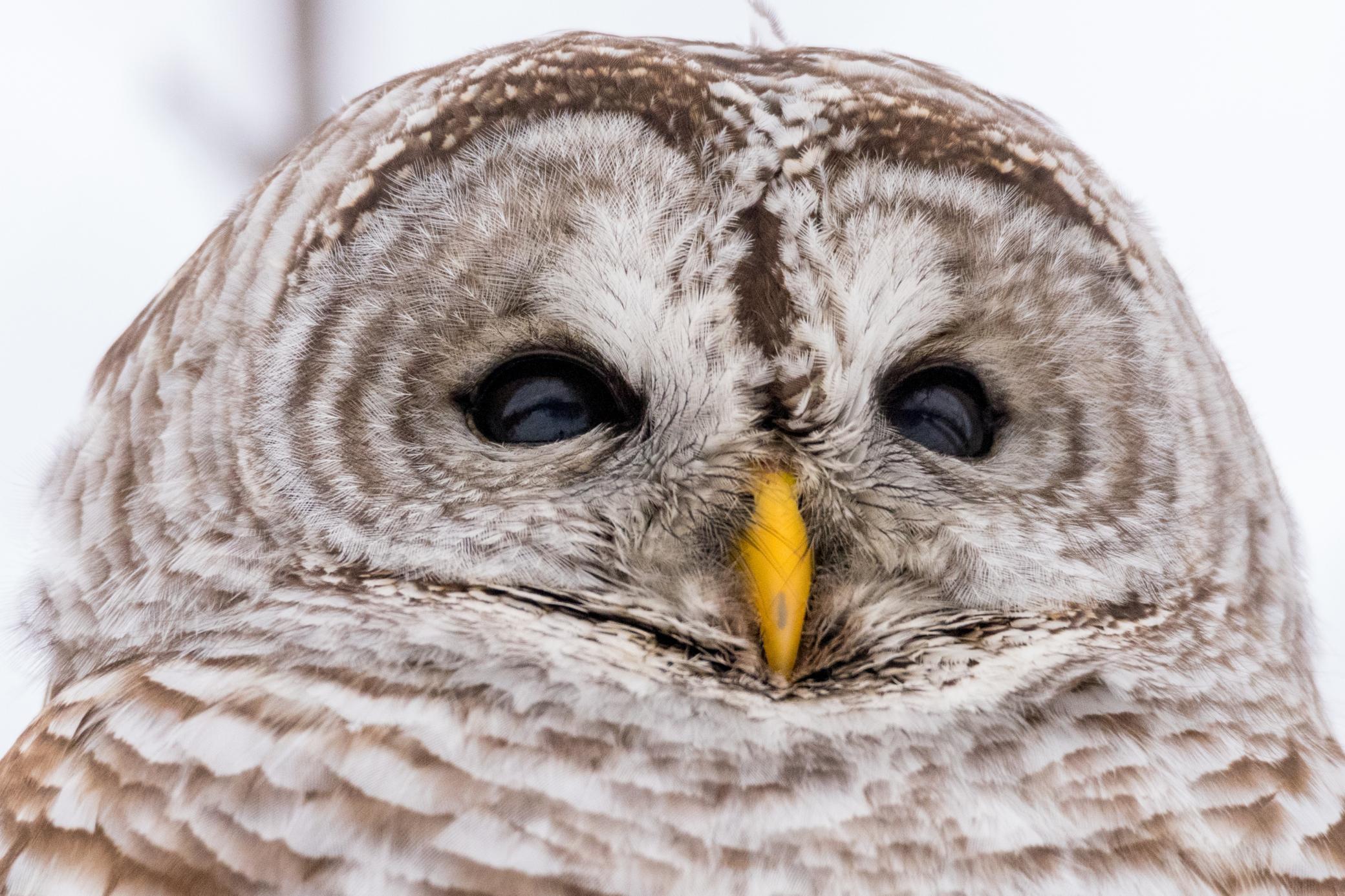 315XX Leaf River Road Tract C