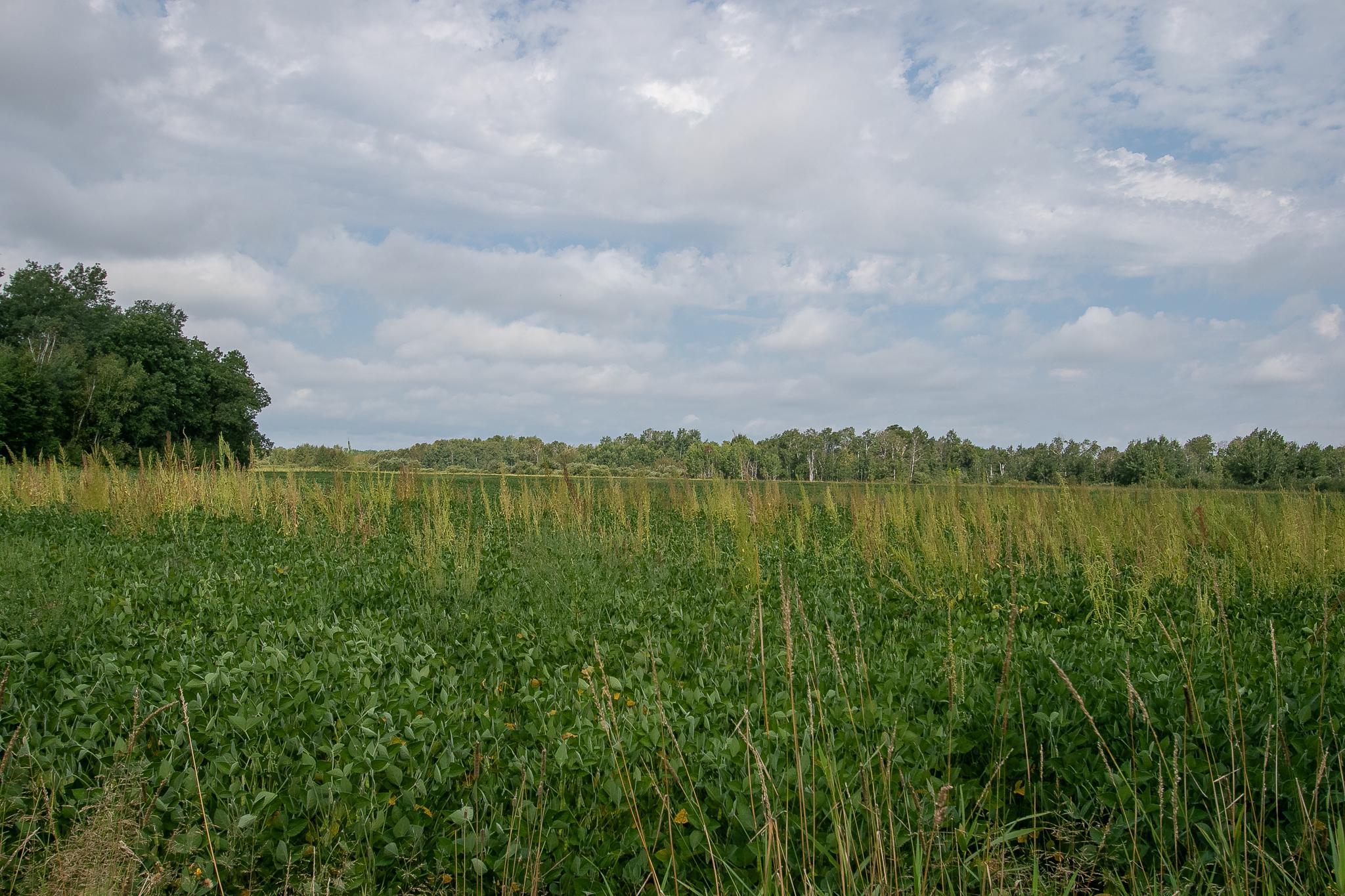 TBD County Road 11