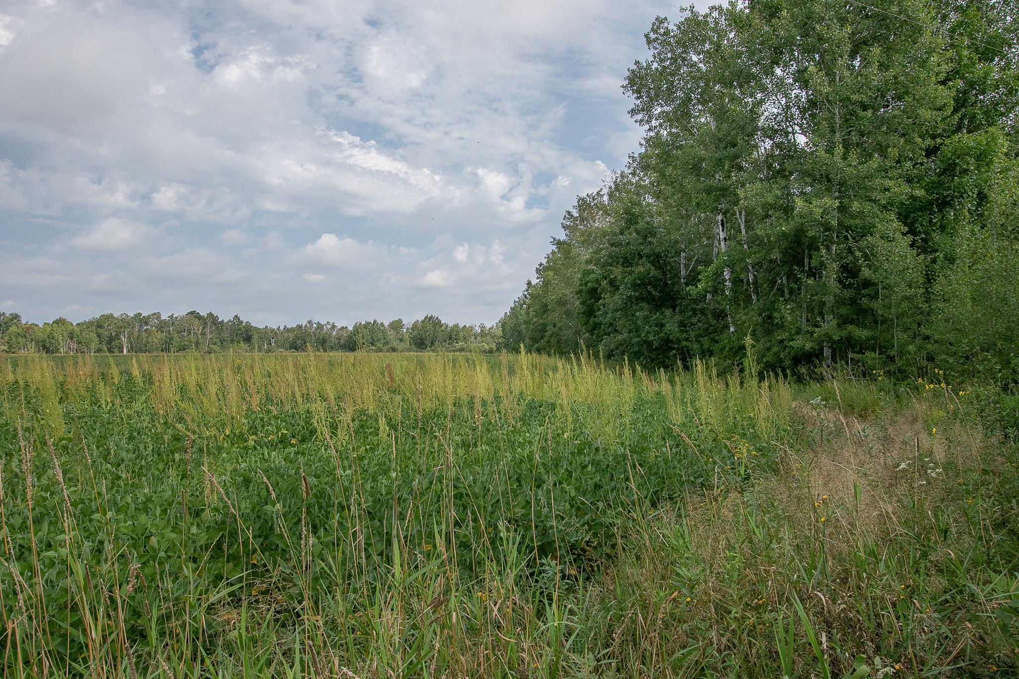 TBD County Road 11