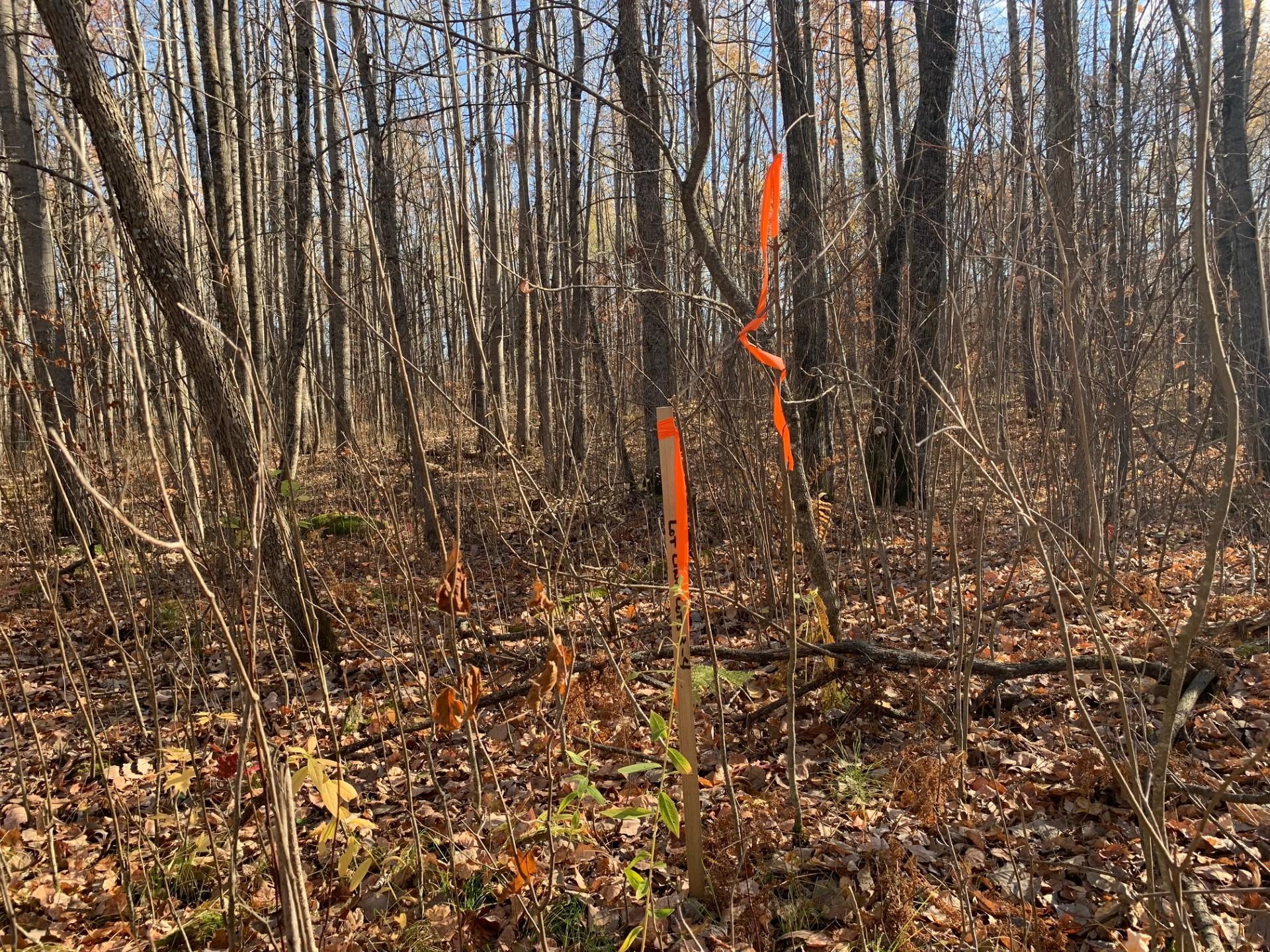 Lot 4 County Road 136