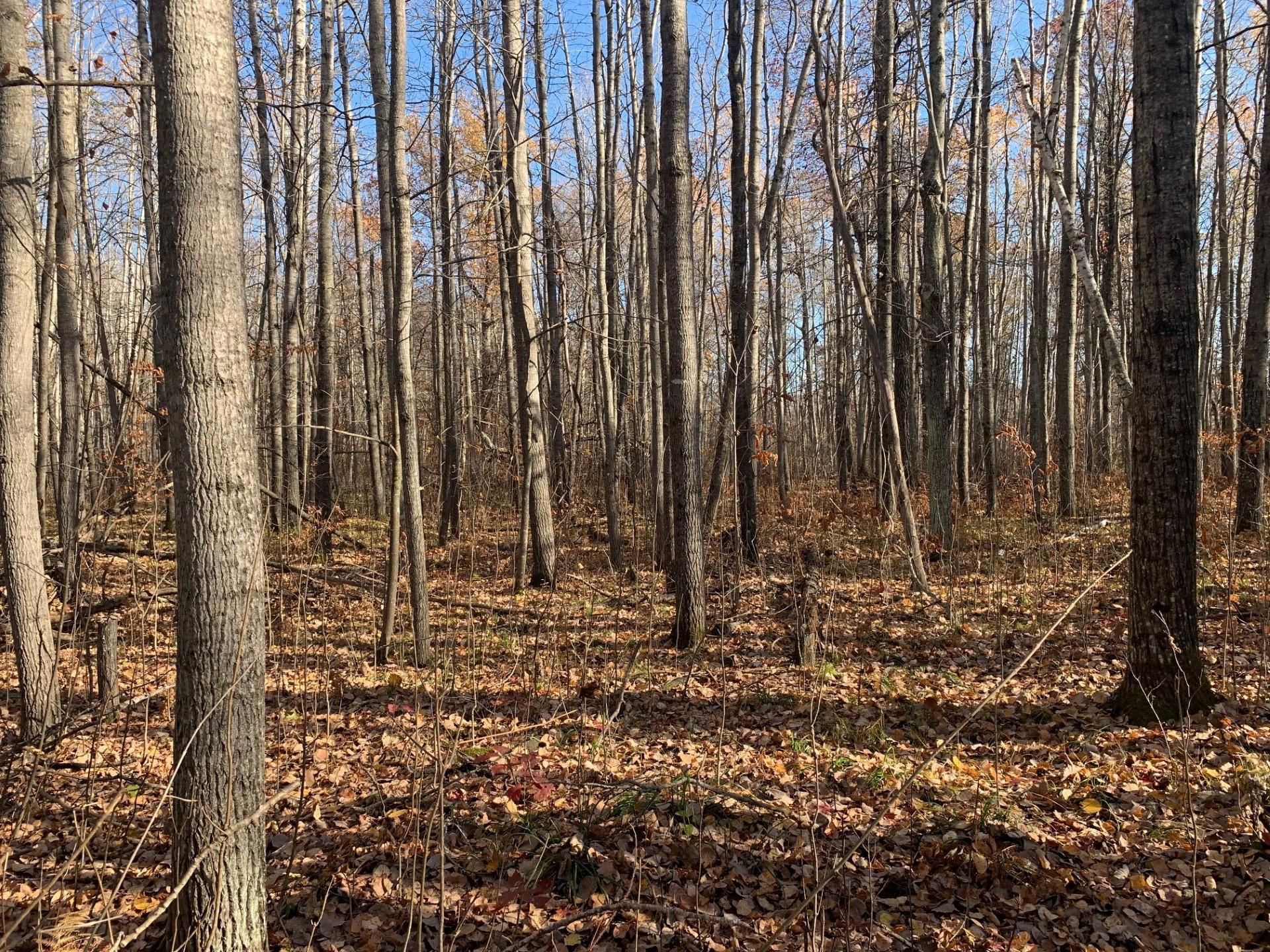 Lot 4 County Road 136
