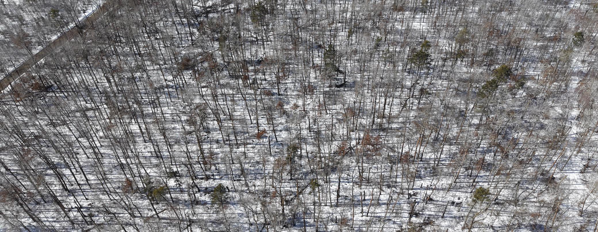 TBD 8 Bog Lake Trail