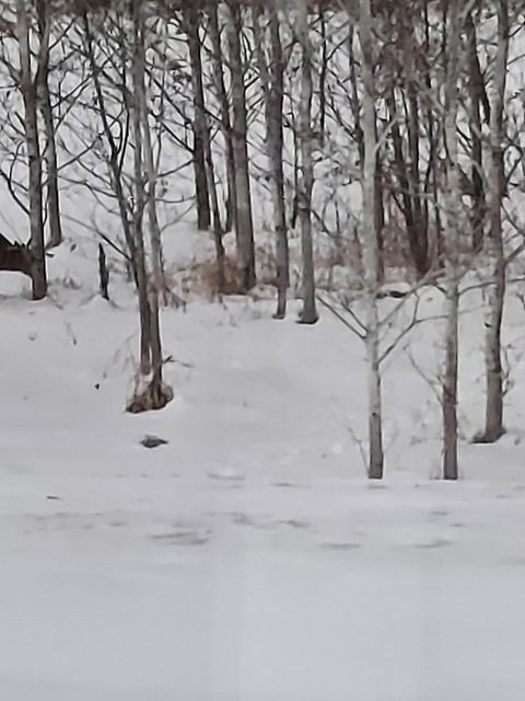 County Road 17 E County Road 17 E Mizpah MN 56660