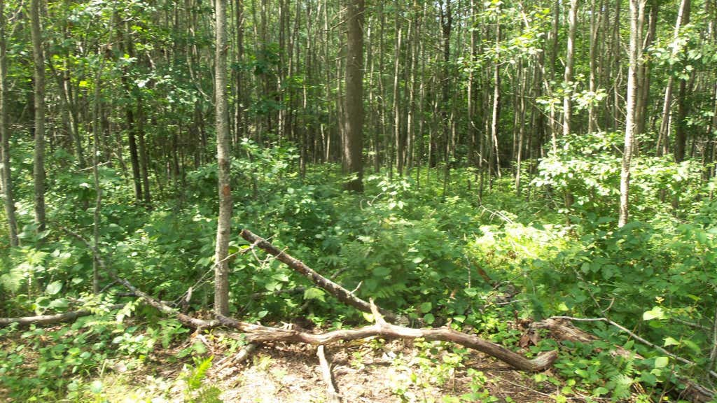 Photo of Lot 7 Birch Tree Trl, Spooner, WI 54801 (MLS # 7120163)
