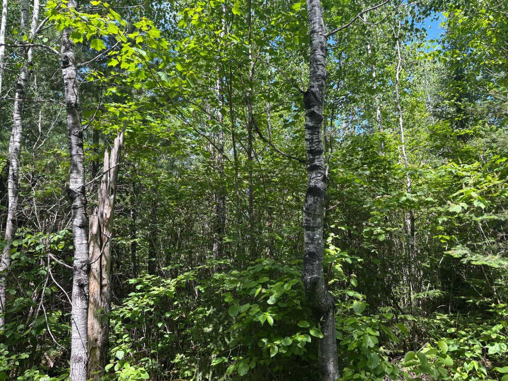 Photo of 11703 Jacobs Road, Orr, MN 55771 (MLS # 7101735)
