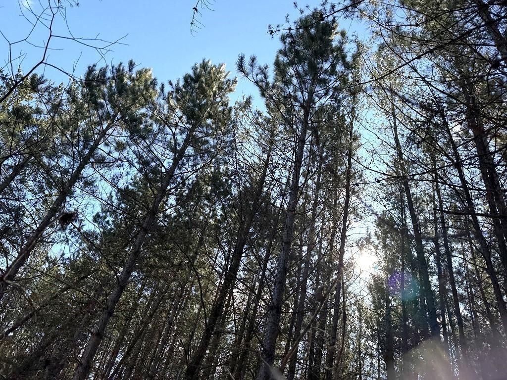 Photo of TBD Highway 64, Laporte, MN 56461 (MLS # 7049851)