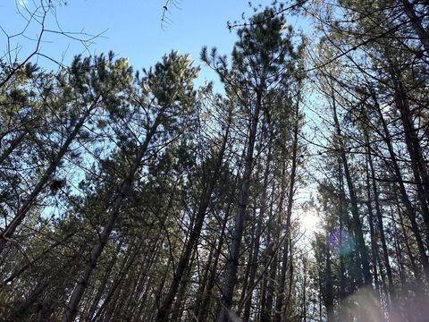 TBD Highway 64 Laporte MN 56461