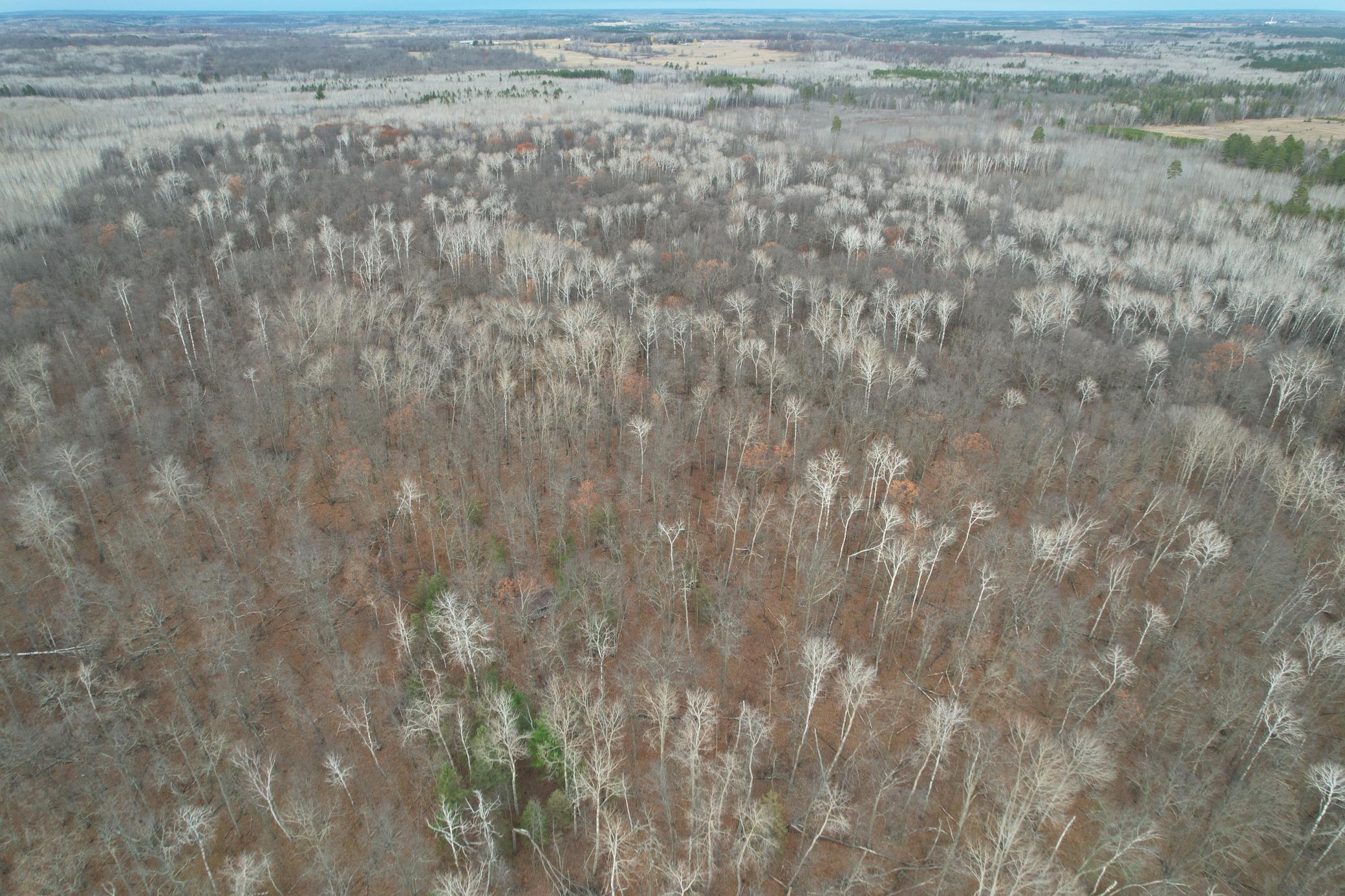 35394 Gulch Forest Trail W