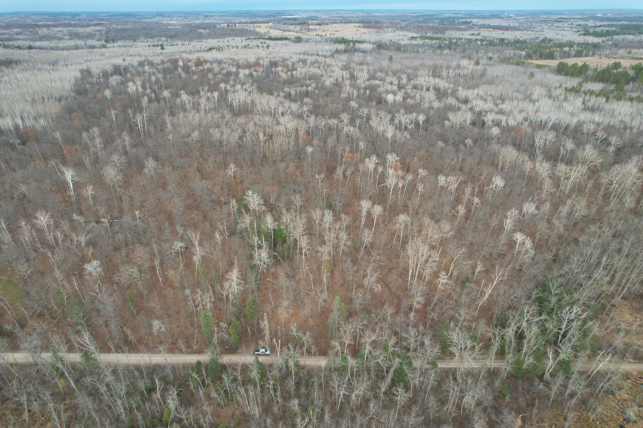 35394 Gulch Forest Trail W