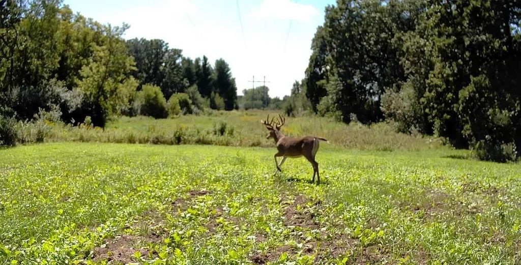 Photo of TBD cty rd 115 +/- 1 County Road 115, Saint Augusta, MN 56301 (MLS # 7008275)