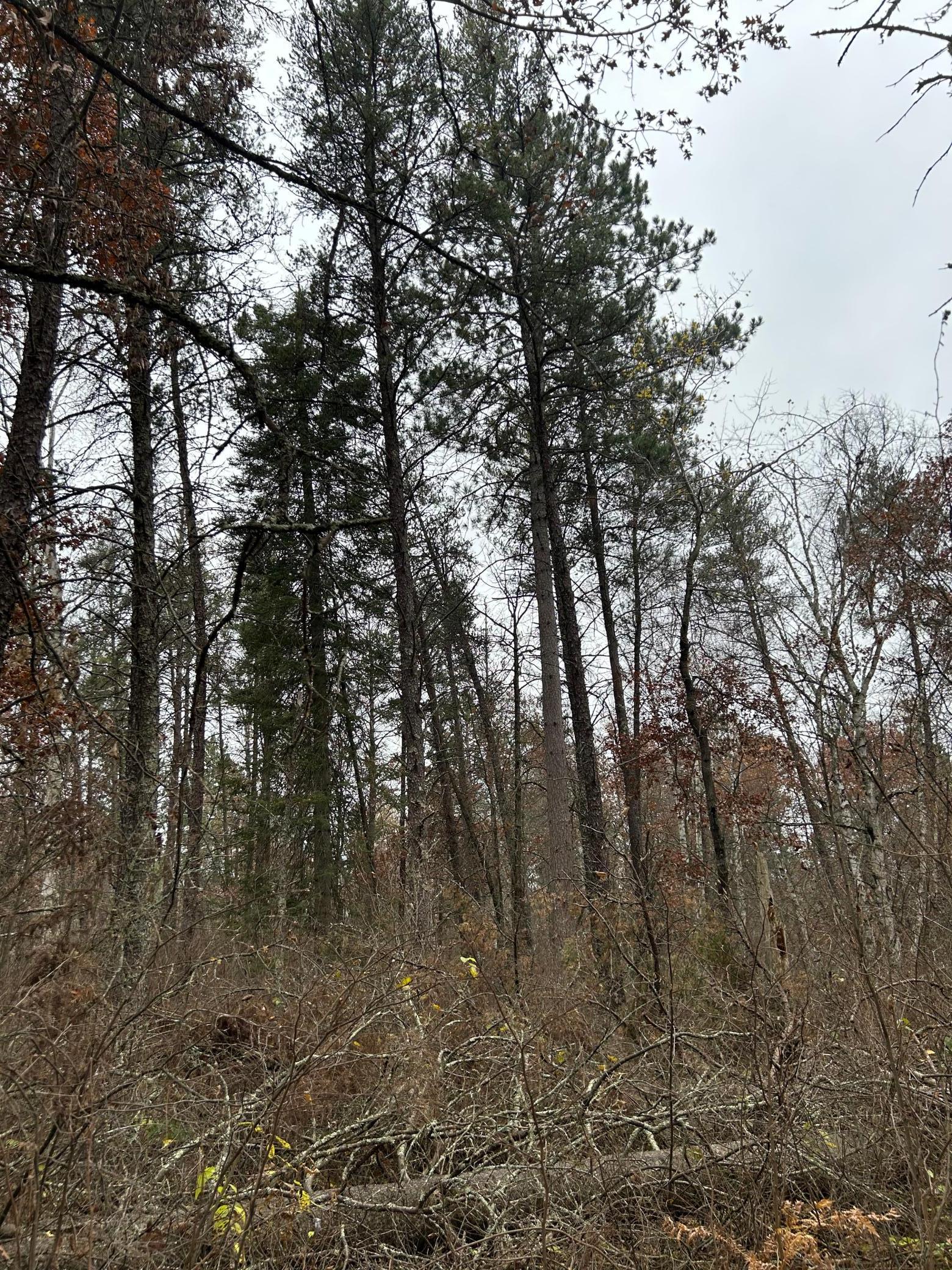 160 AC Basswood Lake Road