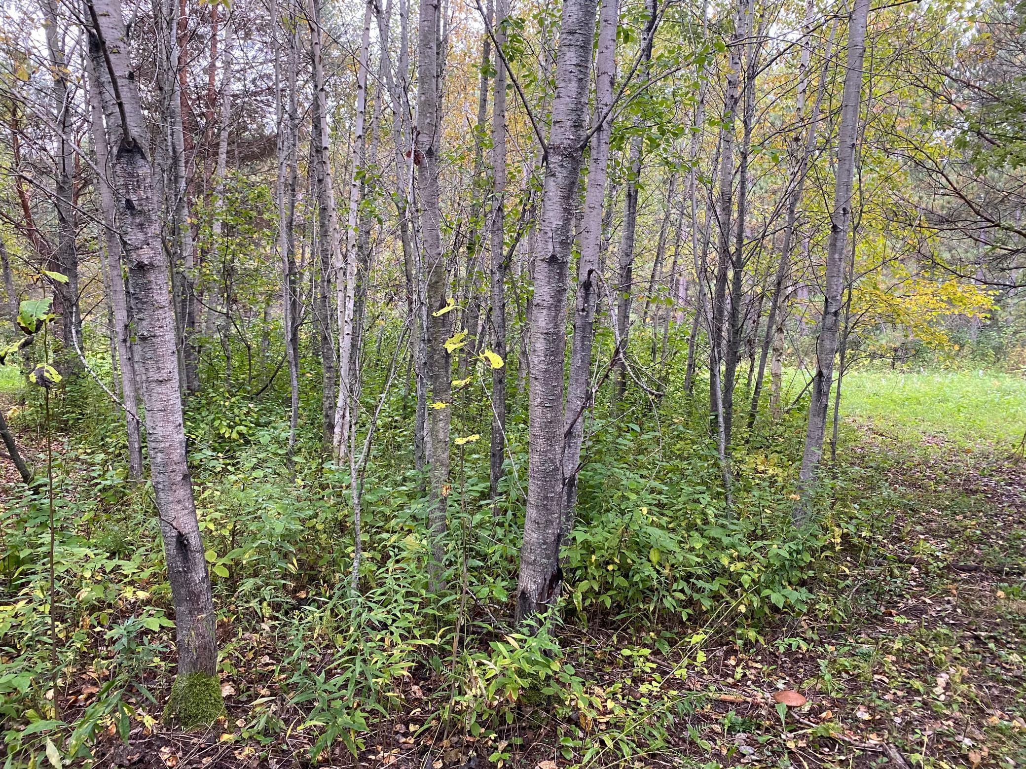 TBD LOT 13 Owl Avenue