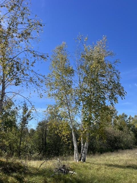 Photo of 307 Popple Drive SE, Bemidji, MN 56601 (MLS # 7166931)