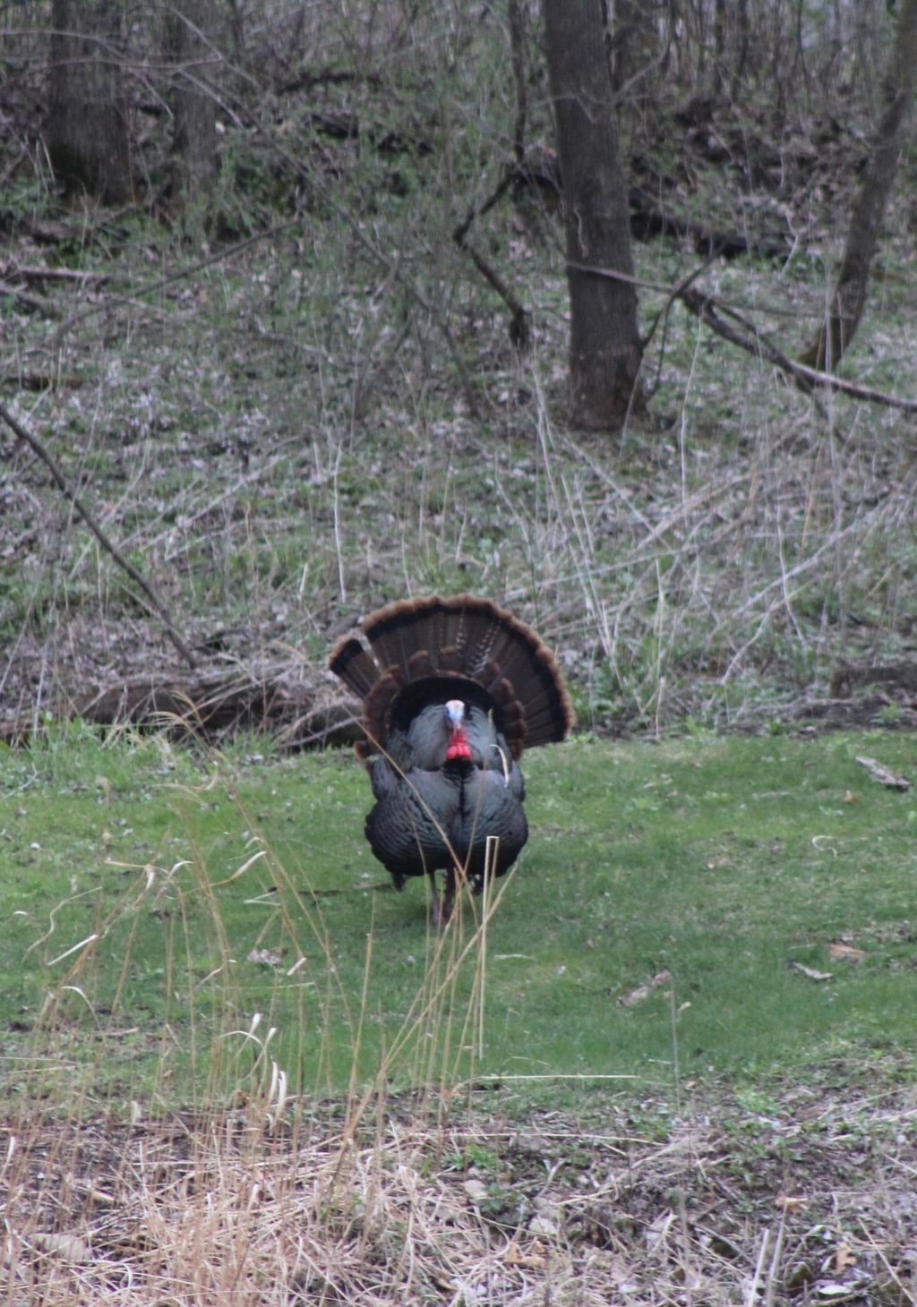 Photo of 63627 170th Avenue, Kellogg, MN 55945 (MLS # 7024317)