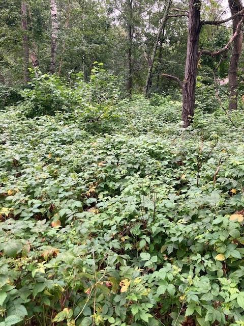 Lot 39 & 40 Owl Circle