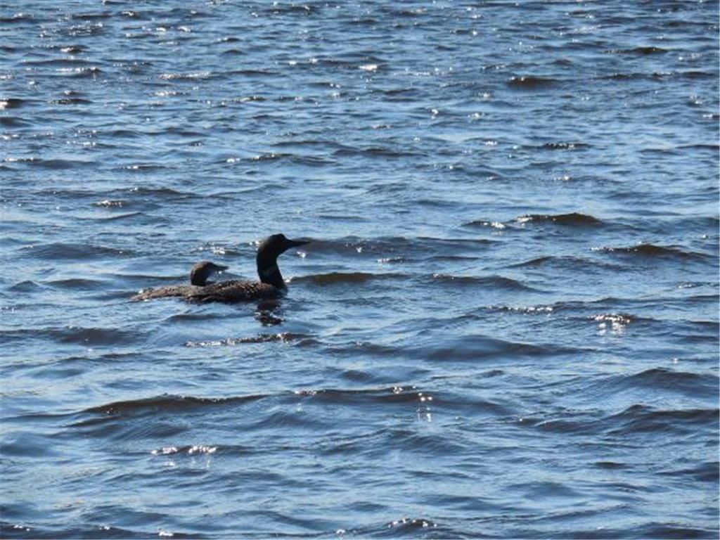 Photo of TBD E Forest Lane, Fine Lakes Twp, MN 55798 (MLS # 6731974)