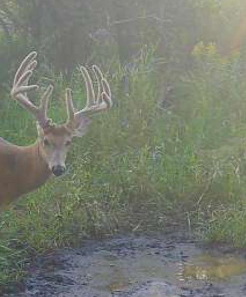 TBD Co Hwy 73 Deer Creek MN 56527