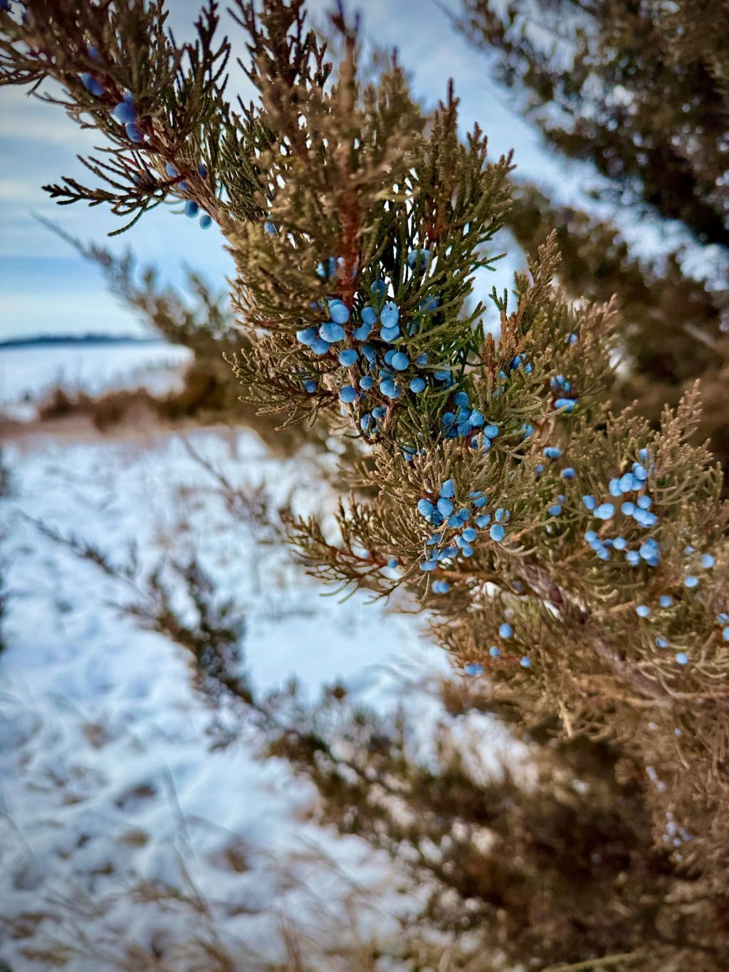 Photo of 21423 Vergus Avenue, Prior Lake, MN 55372 (MLS # 7020942)