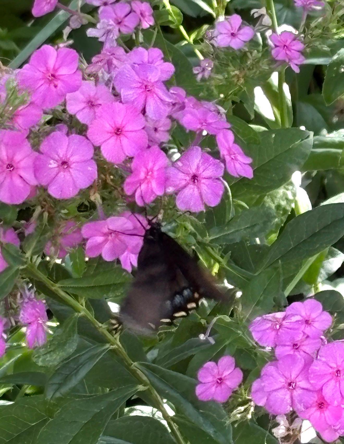 4320 Greenhaven Court