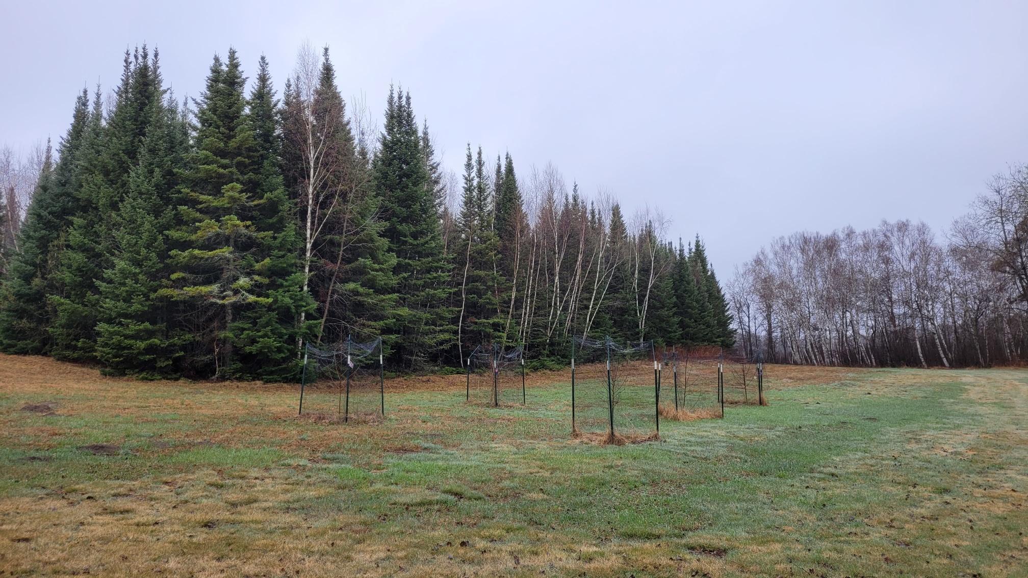 TBD Timber Wolf Trail SW