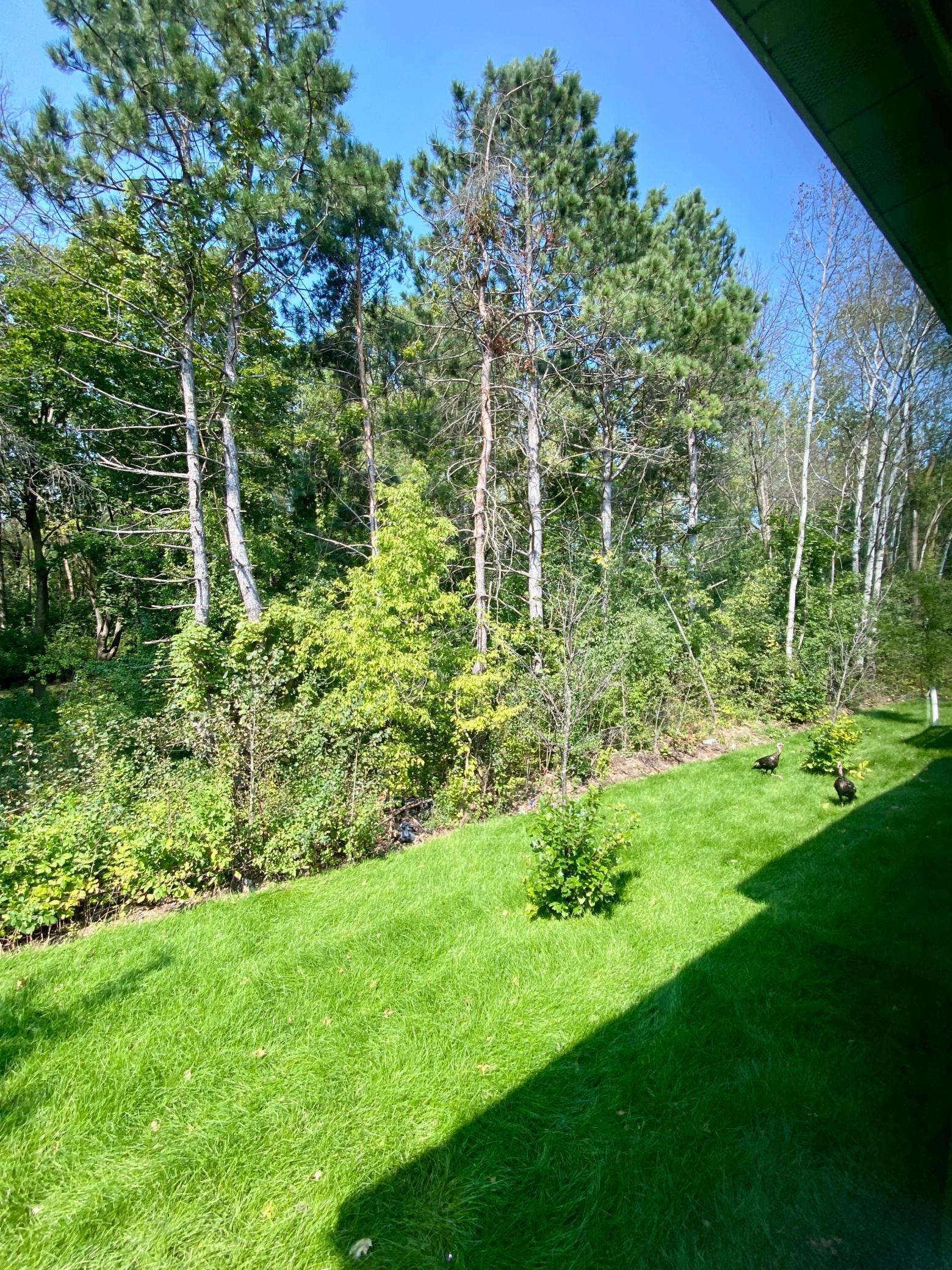 7833 Ava Trail