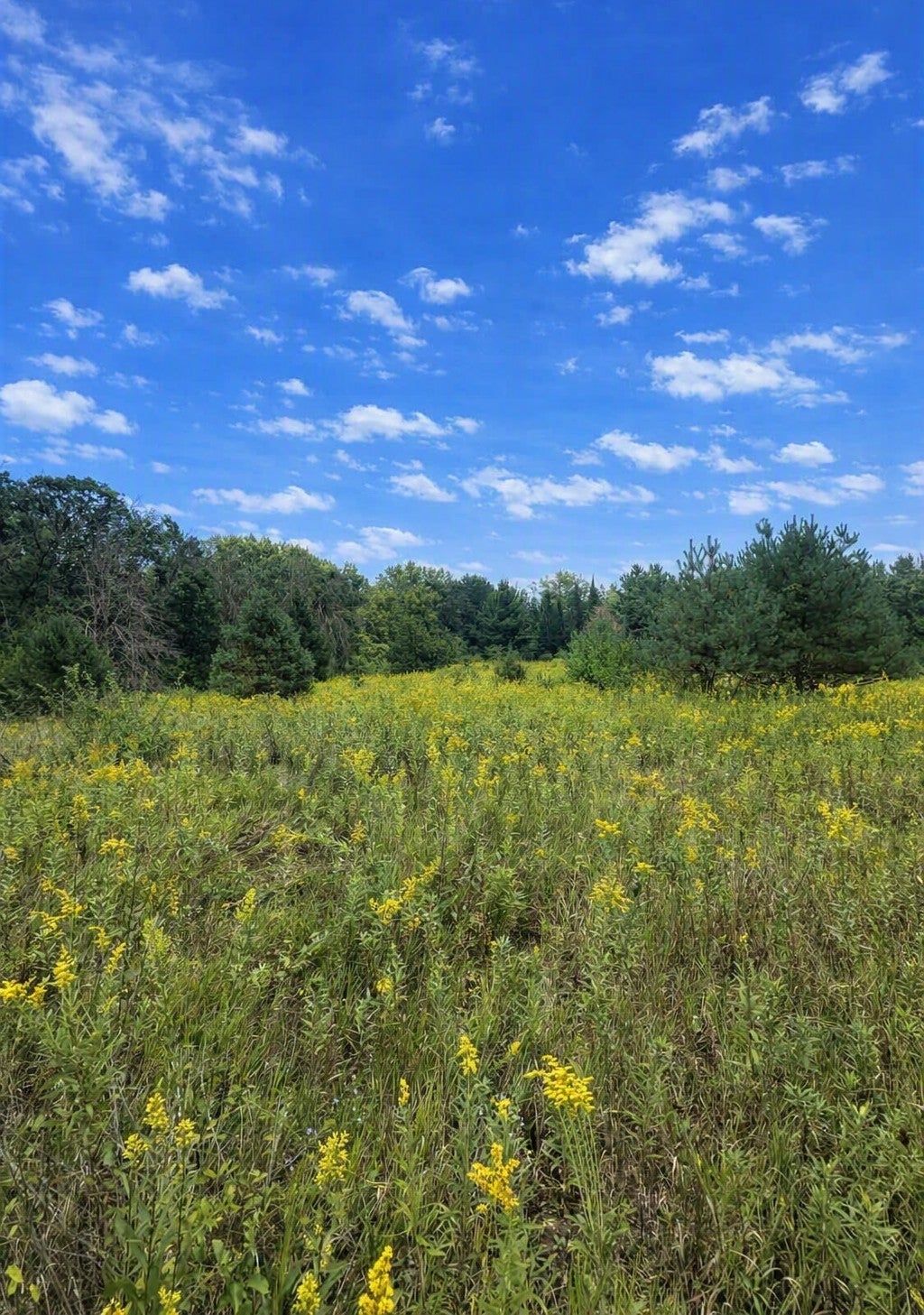 Photo of xxxx Jeffrey Boulevard, Grant, MN 55082 (MLS # 7098507)