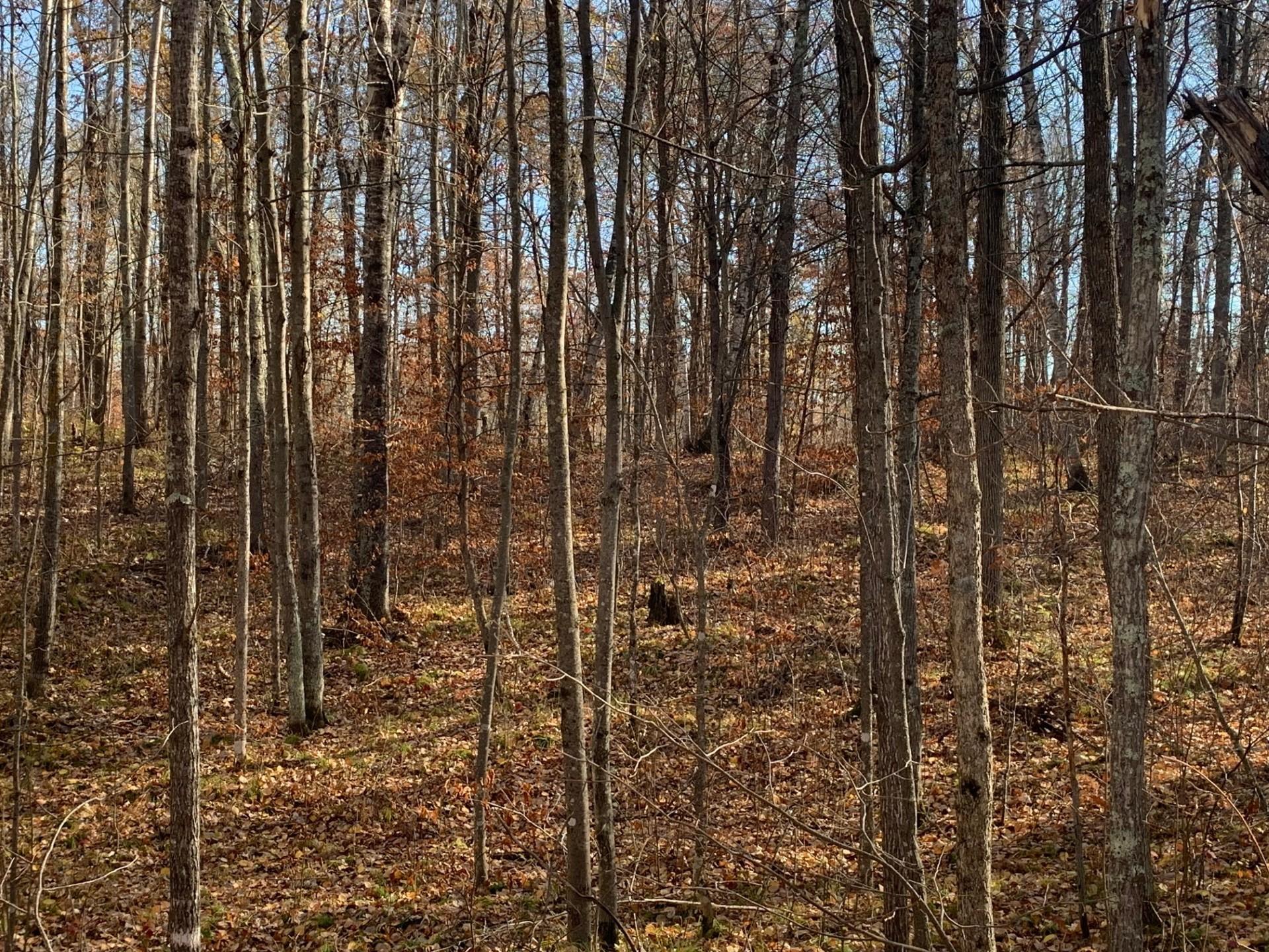 Lot 6 County Road 136