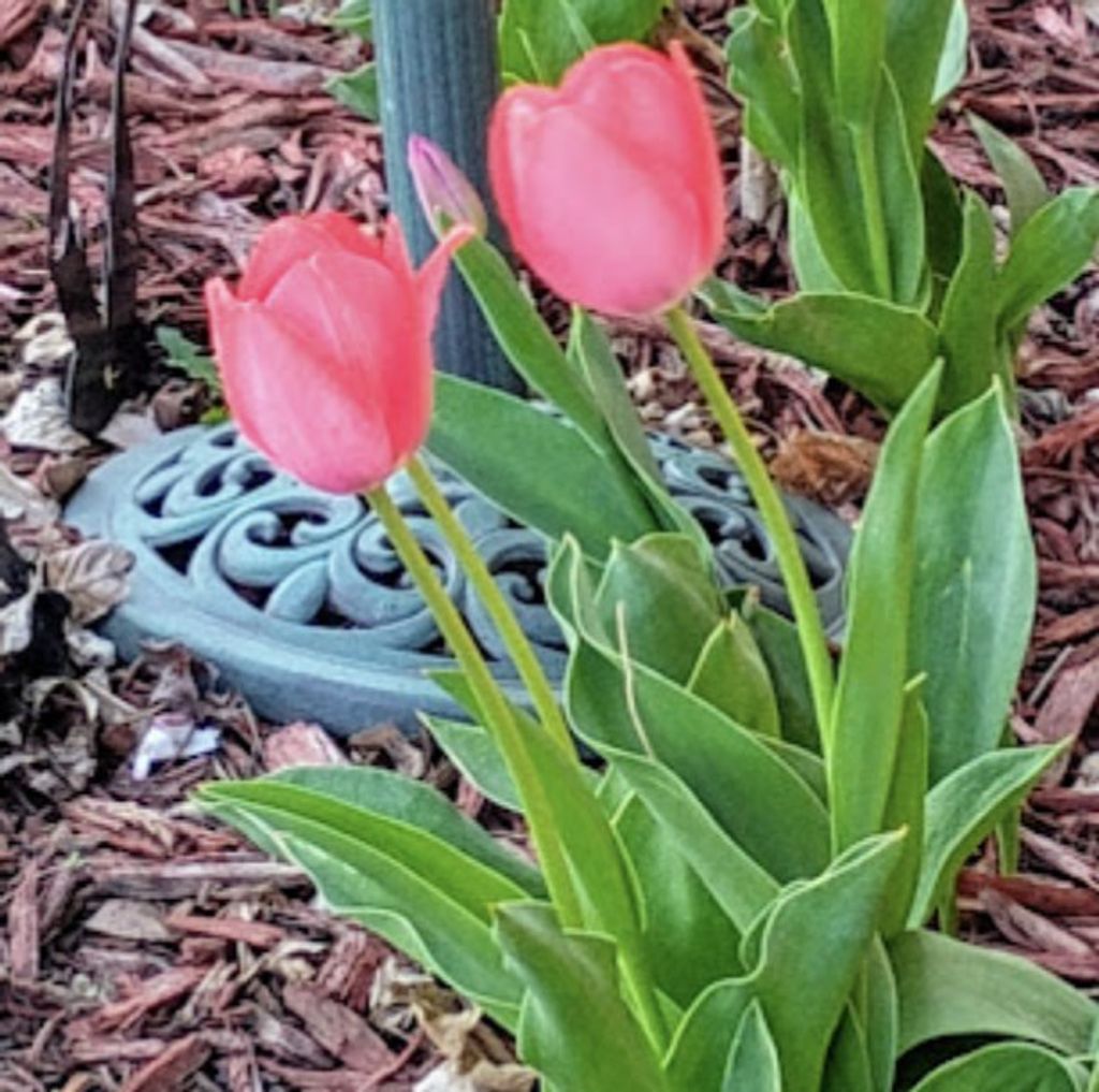 Photo of 718 Stearns Avenue, Paynesville, MN 56362 (MLS # 7026772)