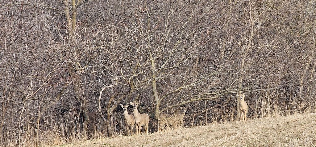 Photo of TBD Hill Street, Chatfield, MN 55923 (MLS # 7061043)