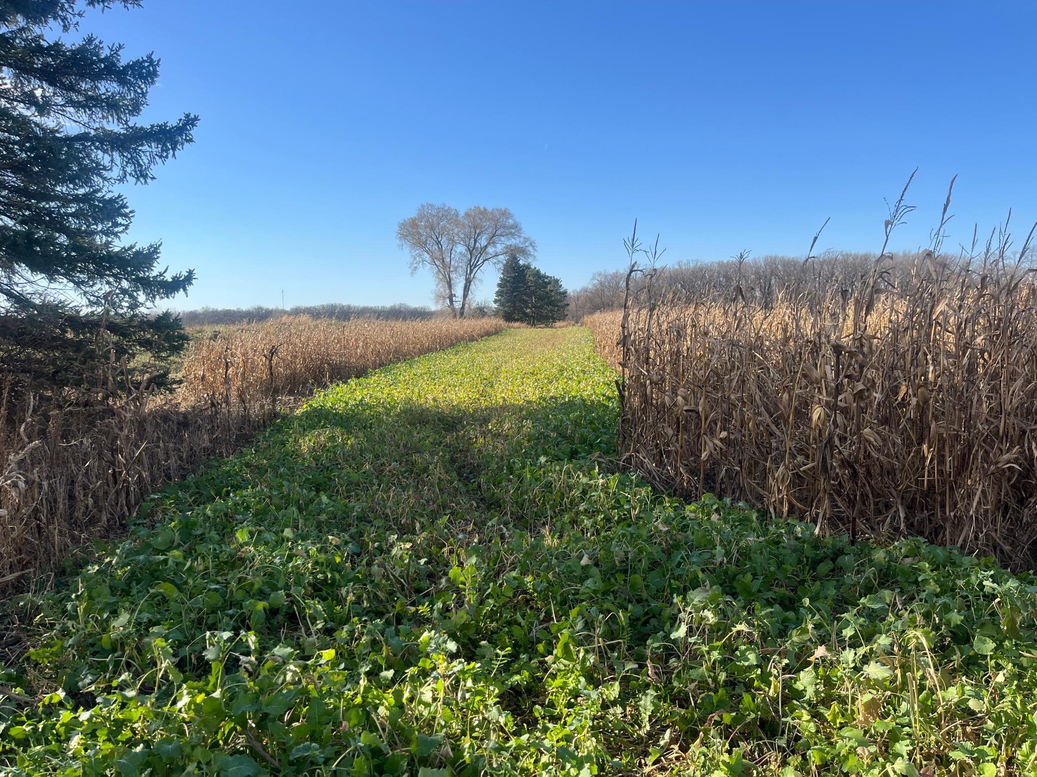 TBD County Road 3