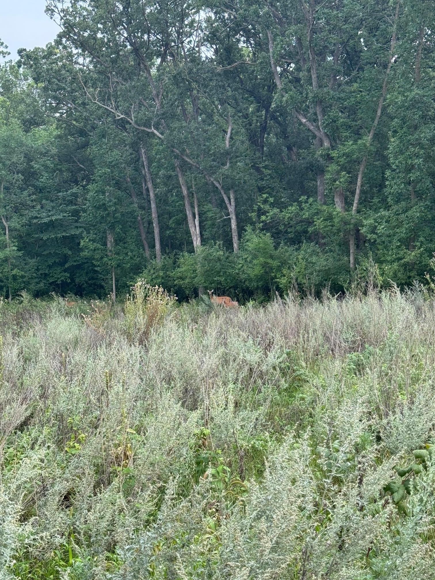 TBD N Fox Lake Lane