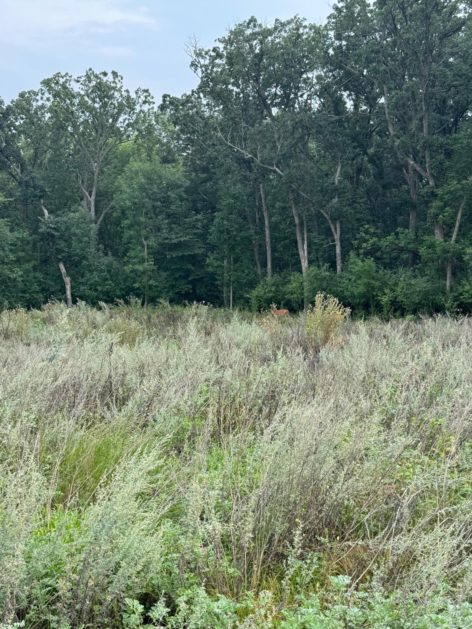 TBD N Fox Lake Lane