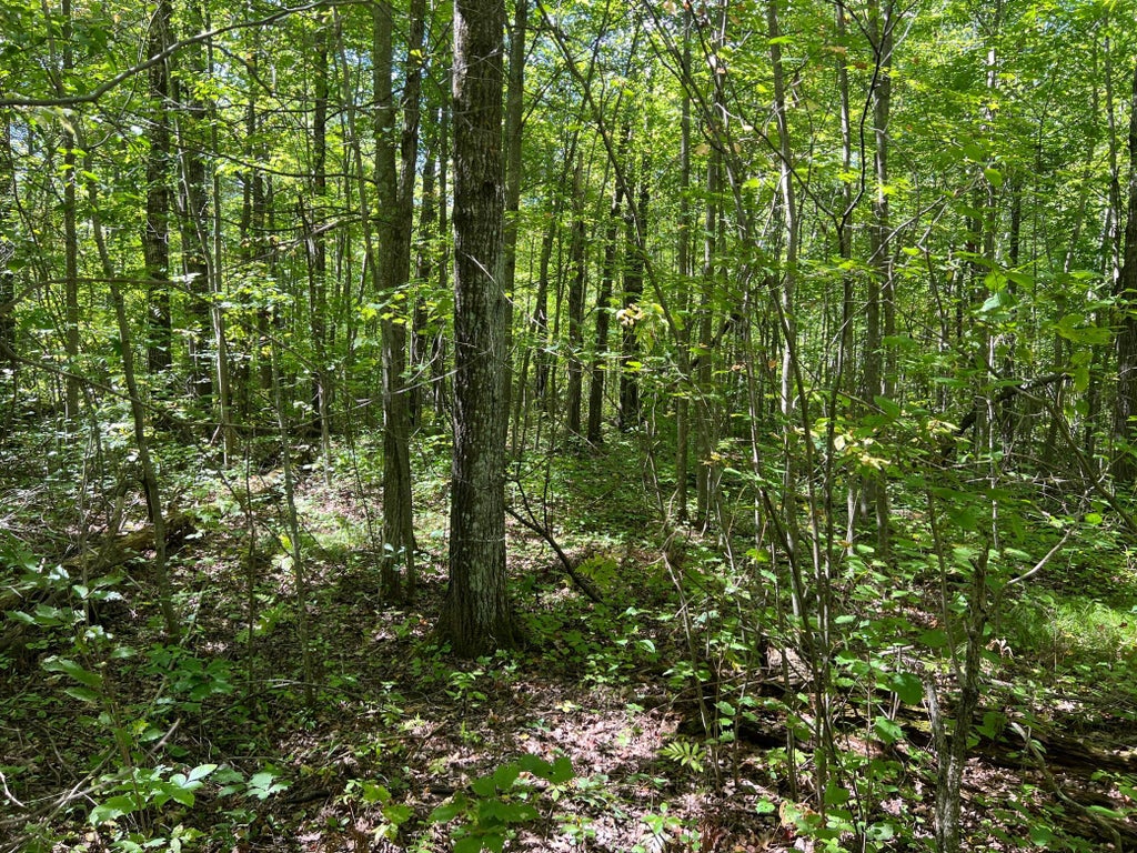 Photo of 000 Maple Tree Lane, Pine City, MN 55063 (MLS # 7143461)