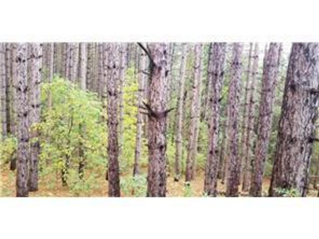 Photo of Lot 4 Paulsen Lake Lane, Osceola, WI 54020 (MLS # 7040903)