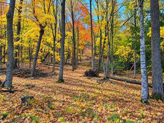 LOT 7 COUNTY RD 39 NE, LONGVILLE, MN 56655 - Image cbb6174e440cad01ddae62aa0943dcbc/584680327