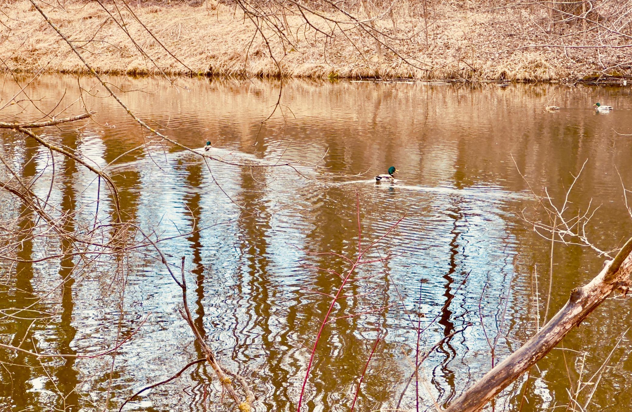 2125 Hazelwood Street