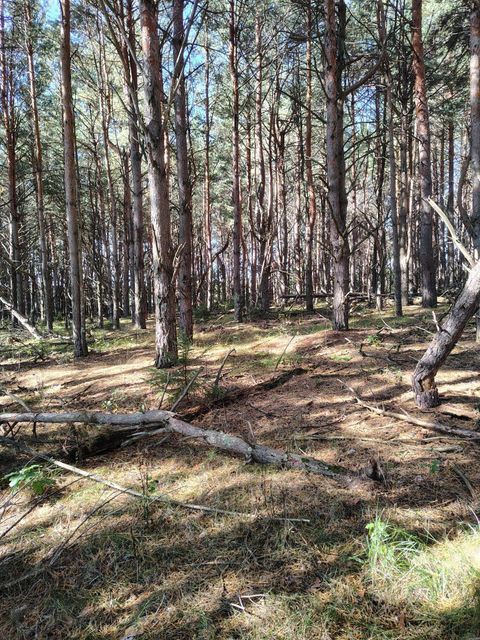 TBD County Rd 87 Badoura Twp MN 56467