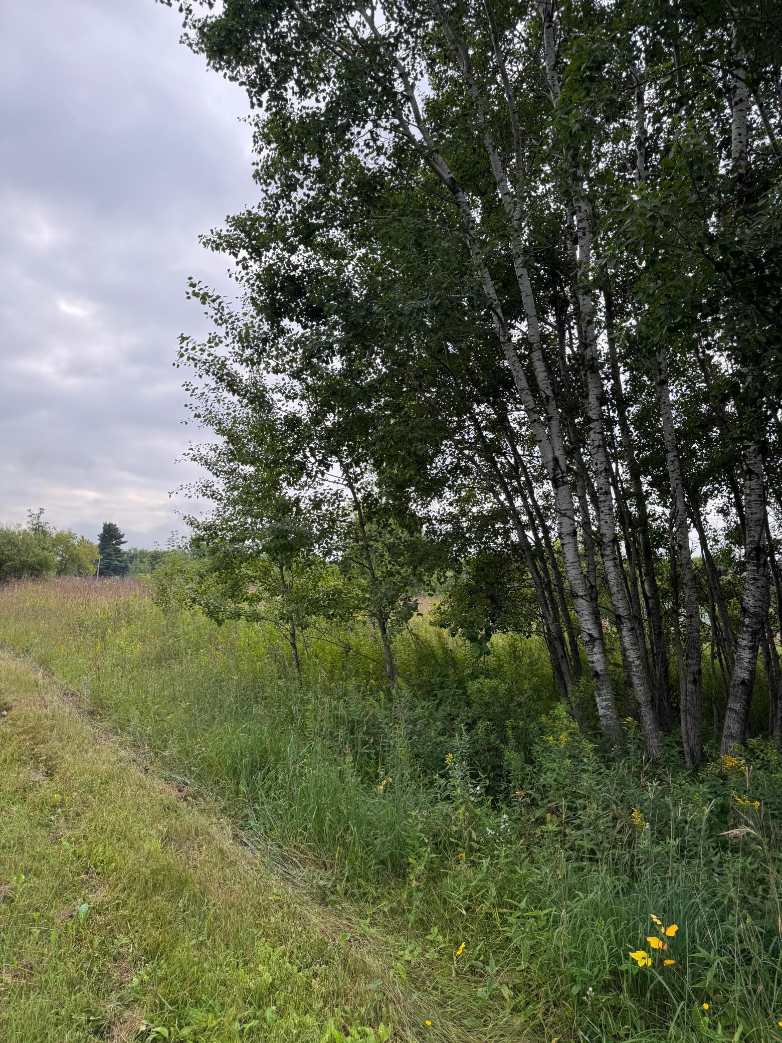 TBD Whitetail Street