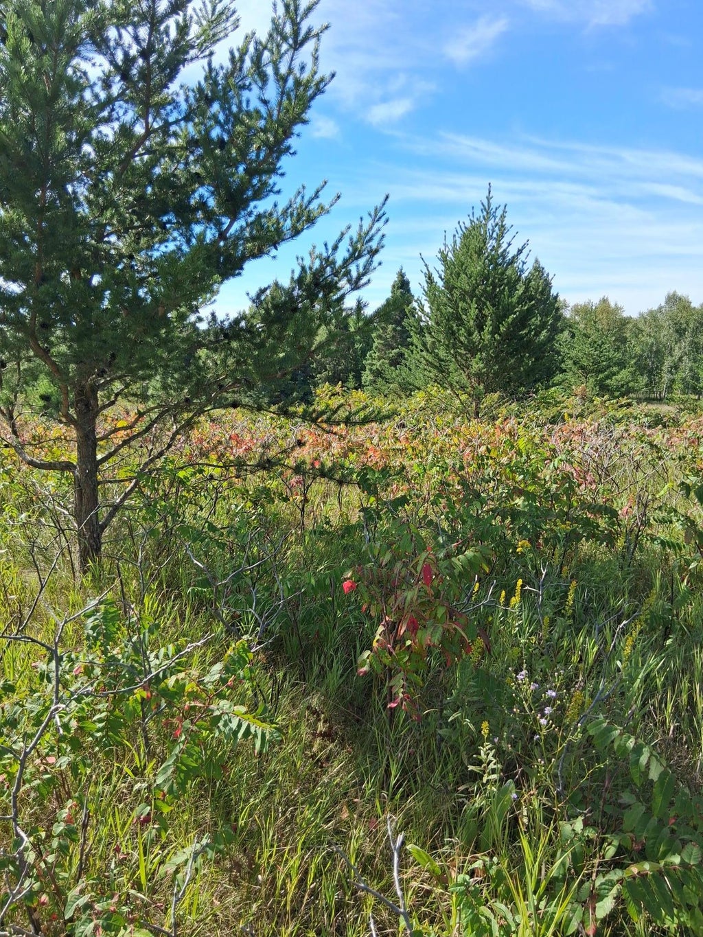 Photo of TBD Overland Drive, Browerville, MN 56438 (MLS # 7139363)