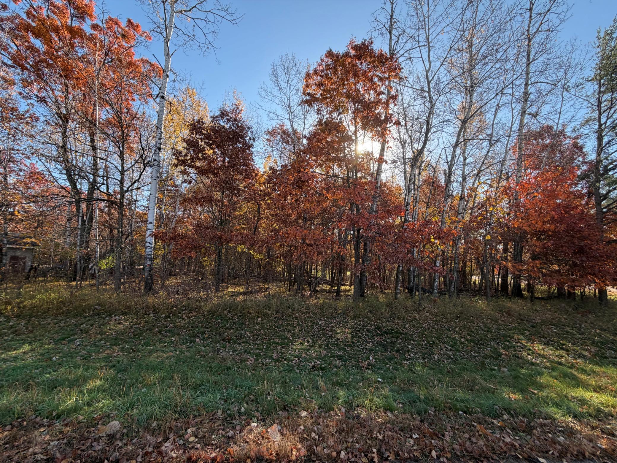 L1 B3 Paper Birch Drive