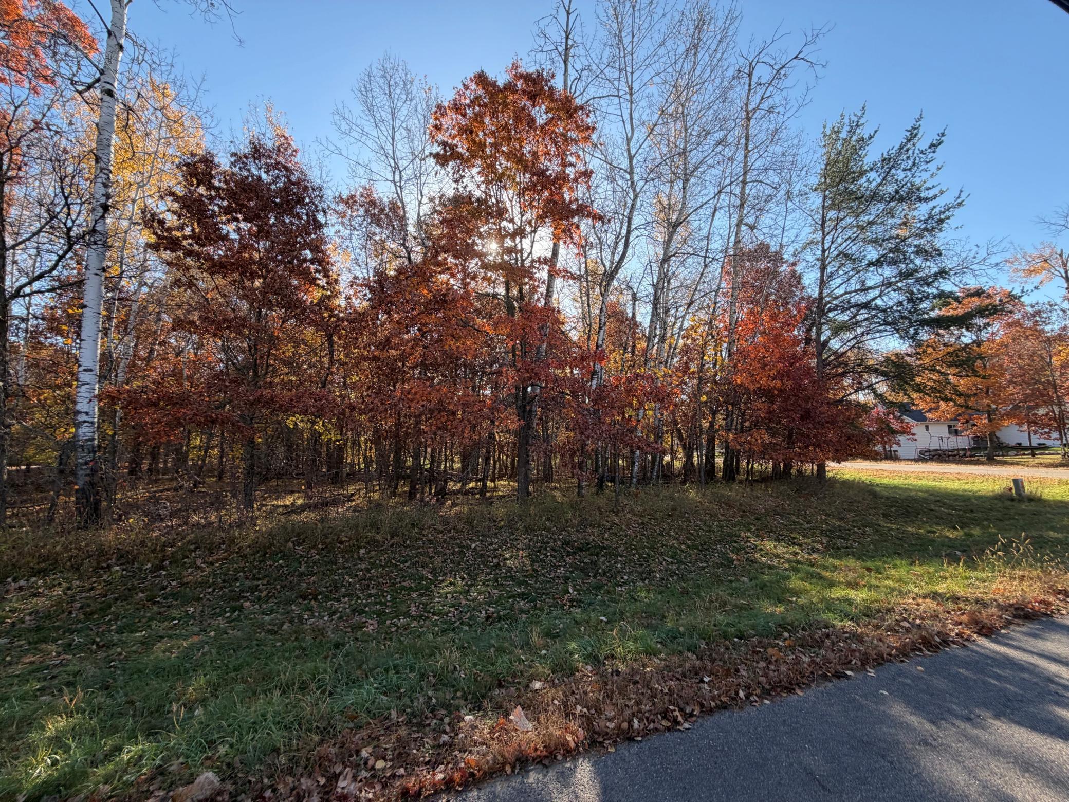 L1 B3 Paper Birch Drive