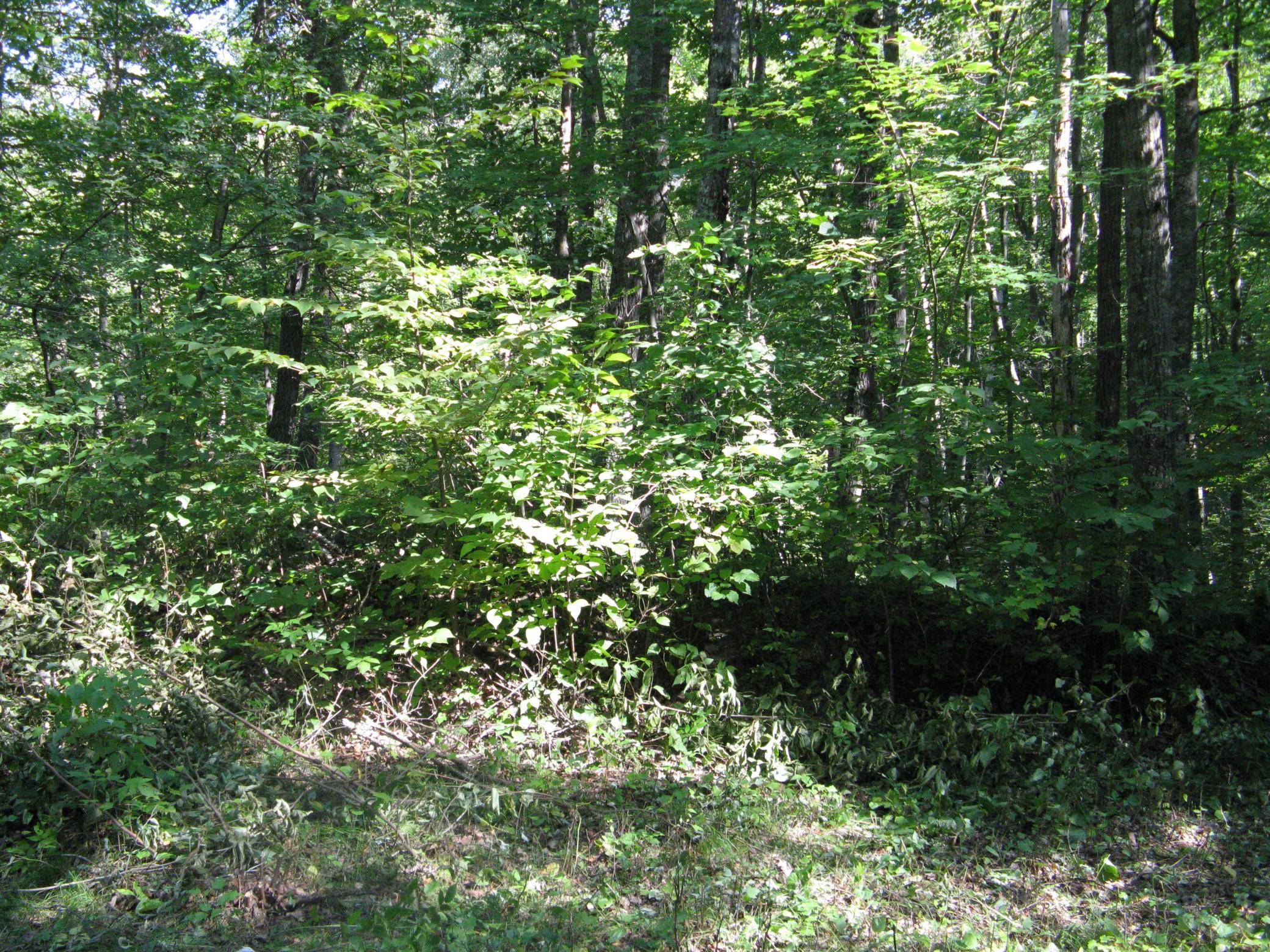 TBD Alpine Drive