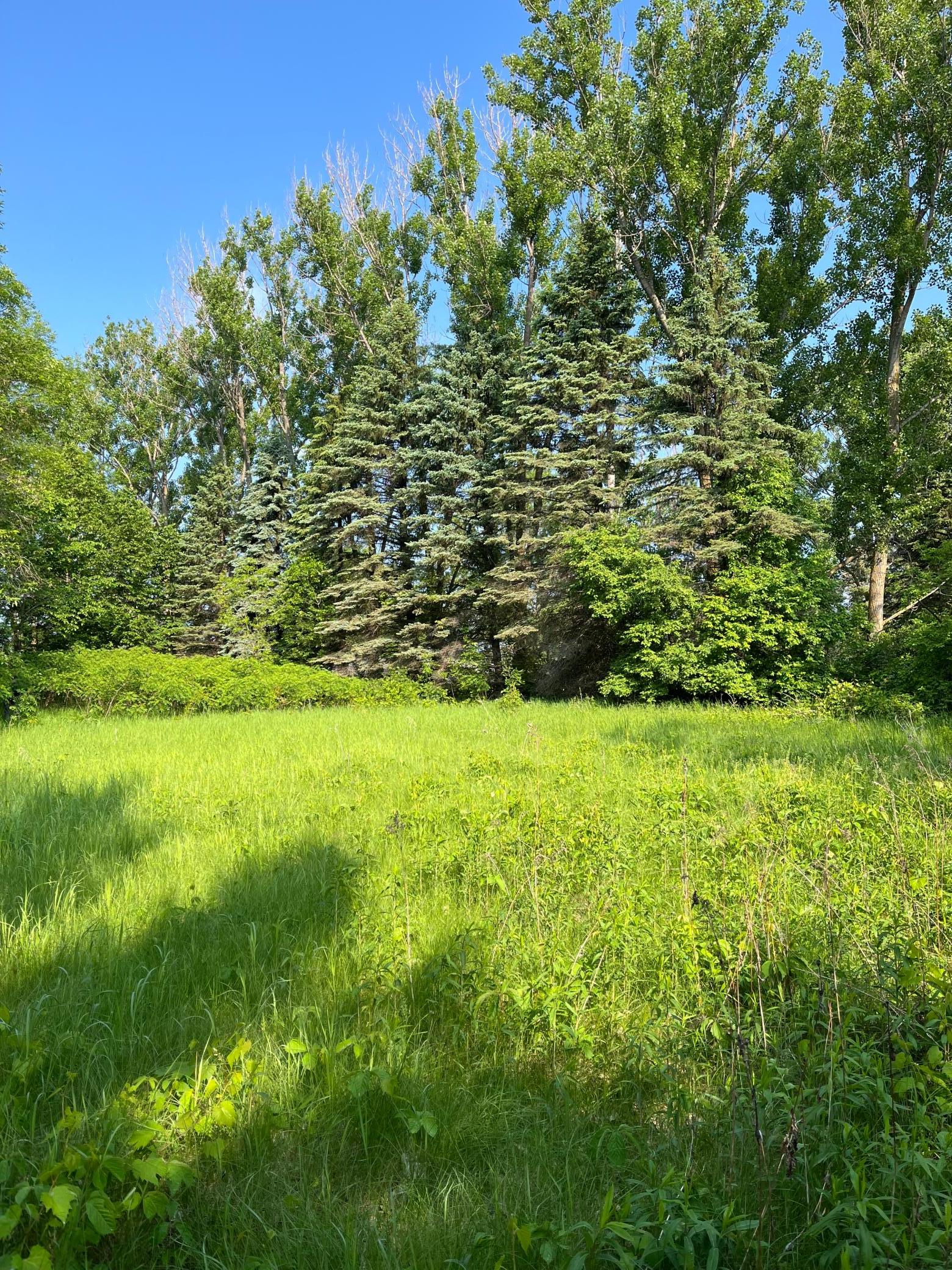 TBD Wild Rose Trail